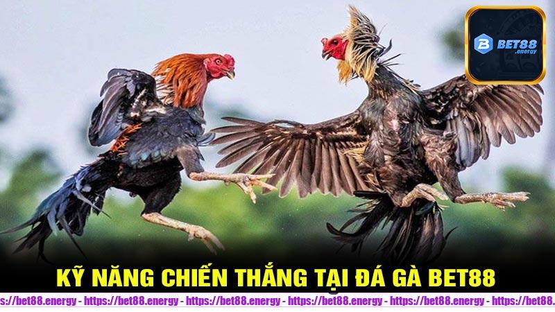 Thủ thuật và kỹ năng chiến thắng tại đá gà Bet88